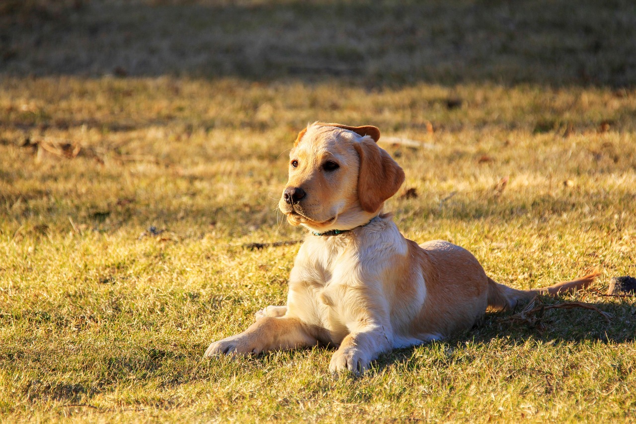 emergency animal hospitals